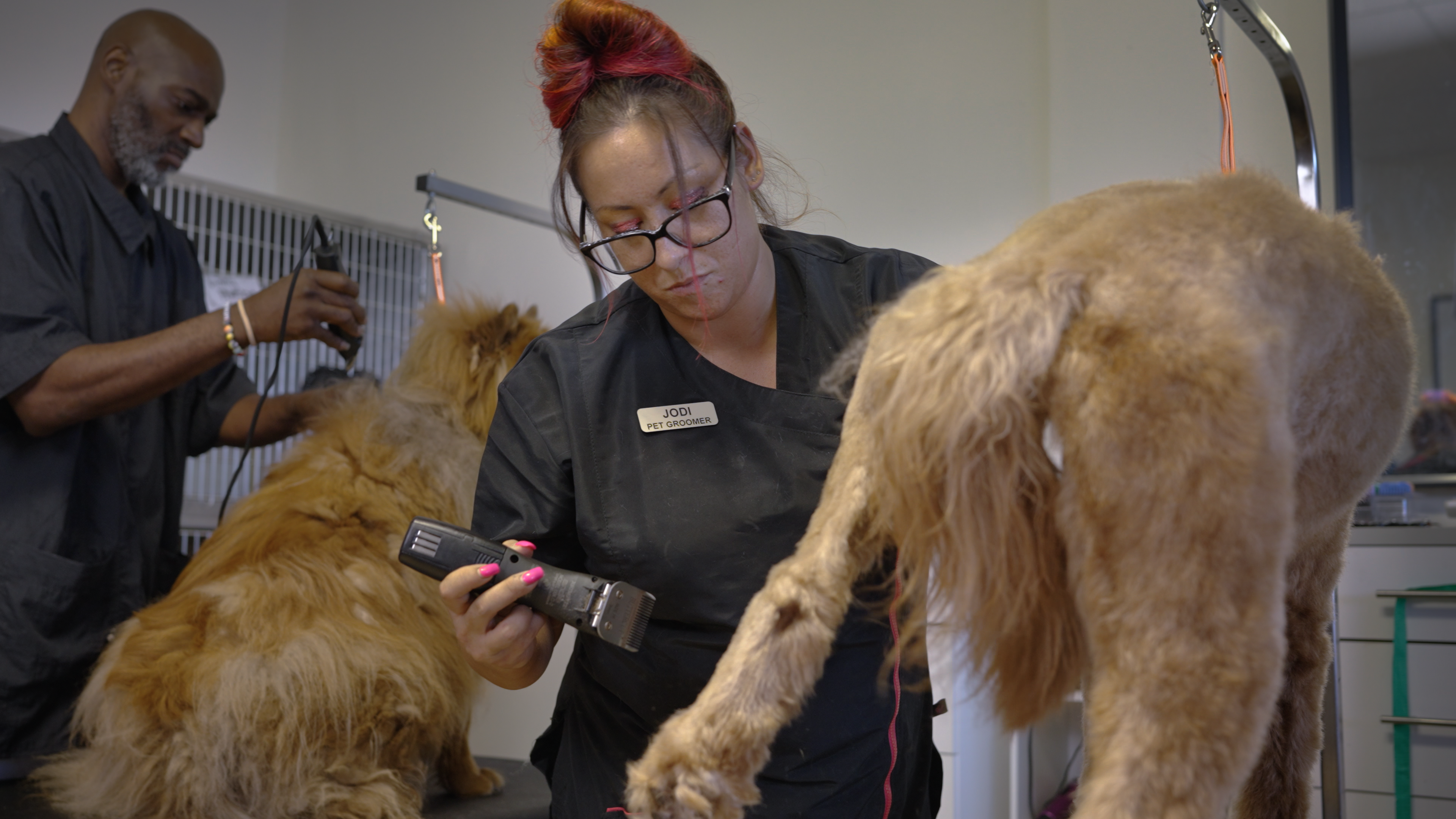 a male and a female groomer each grooming a medium sized dog with yellow fur on their own grooming table