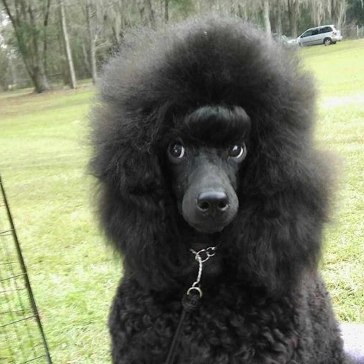Black Poodle with Puppy Show Trim showing off the eyes after being groomed with Andis tools.